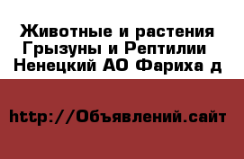 Животные и растения Грызуны и Рептилии. Ненецкий АО,Фариха д.